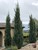 Rocky Mountain Juniper cultivars thumbnail